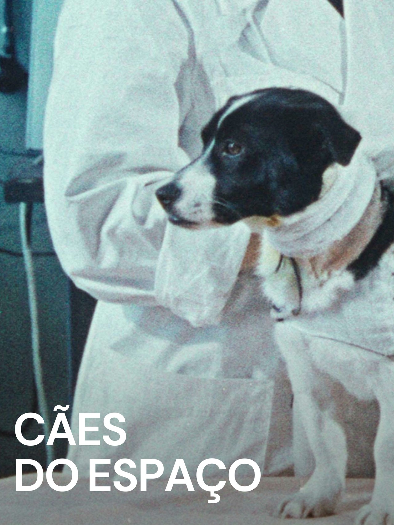 Cães do Espaço (2019) | MUBI
