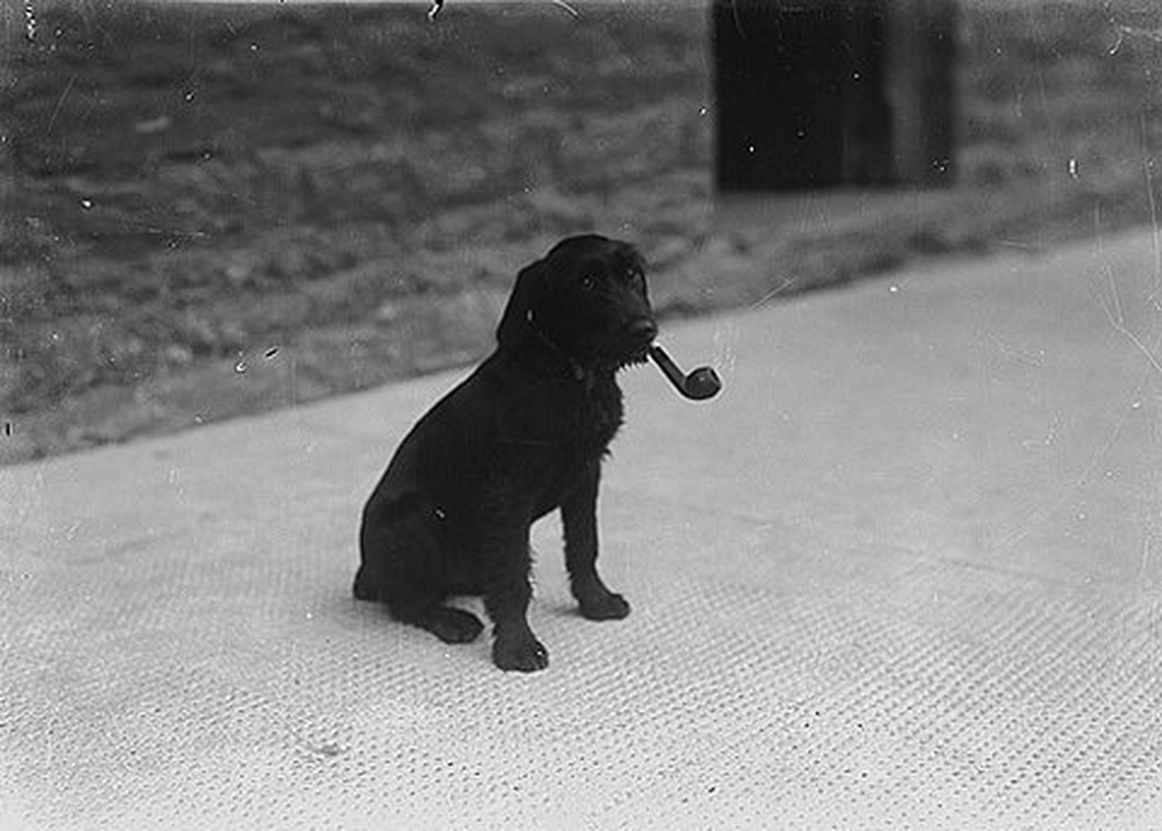 Smoking dog. Собака курит трубку. Собака черная курить.