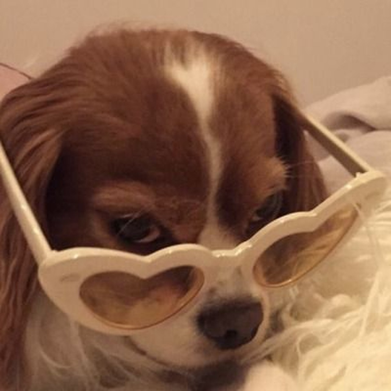Raquel's profile picture
