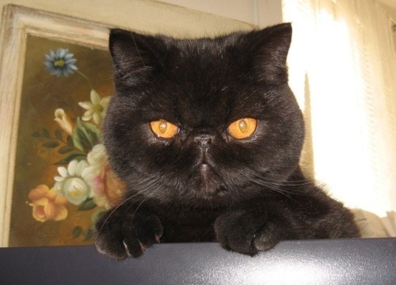 Черный кот со смешной мордой