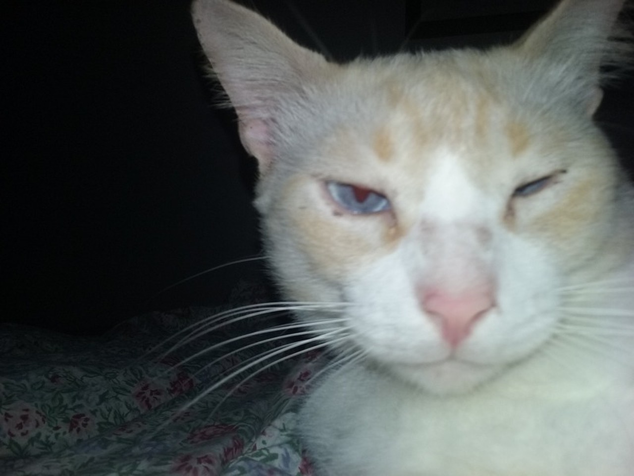 llcca's profile picture