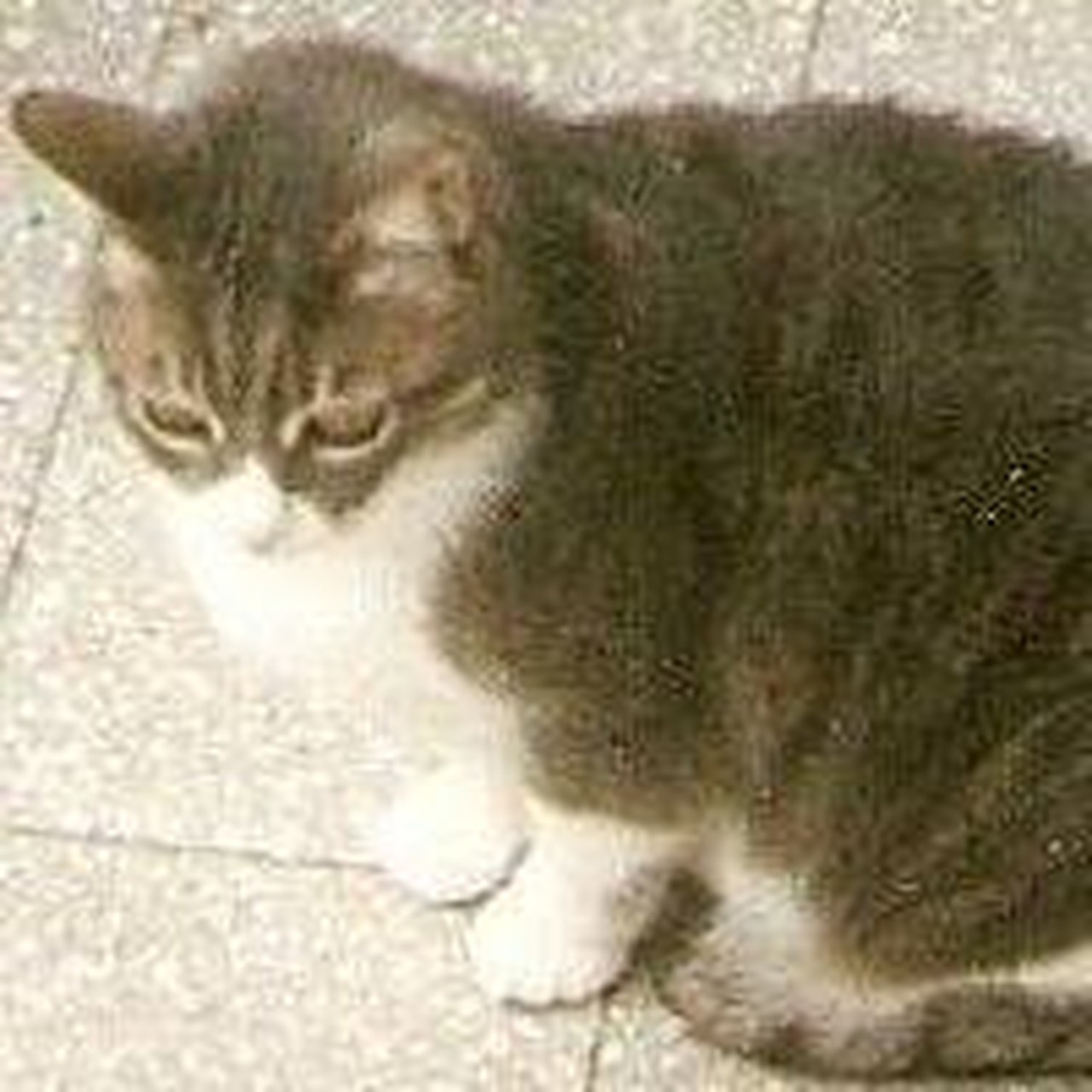 Raffaele Meale's profile picture