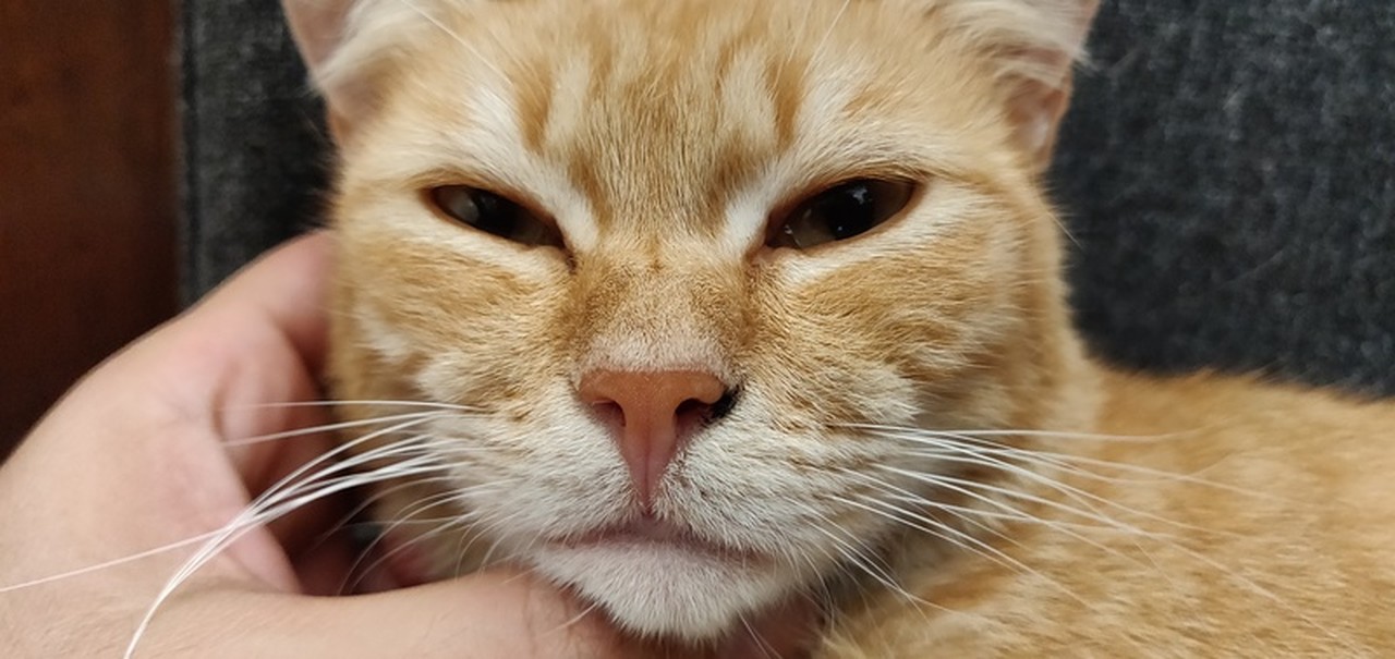 Foto de perfil de Myskin