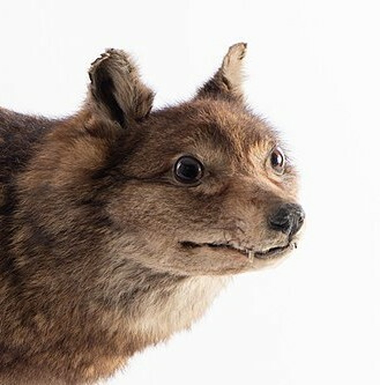 Foto de perfil de dusicyon australis