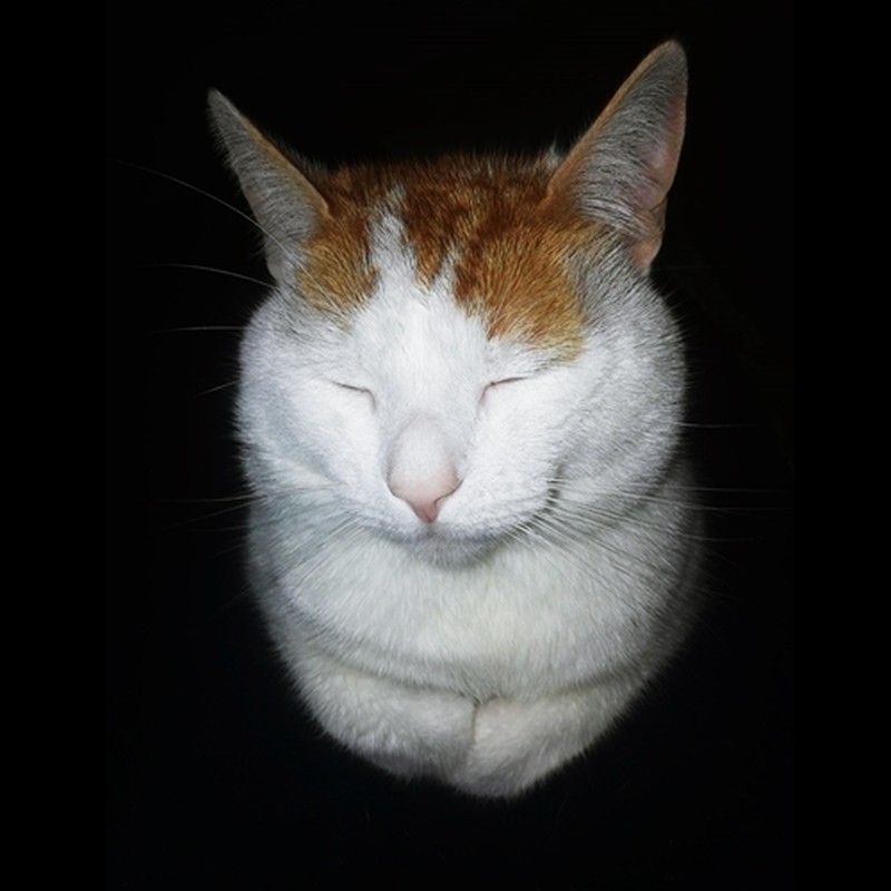 Photo de profil de meow pssychosis