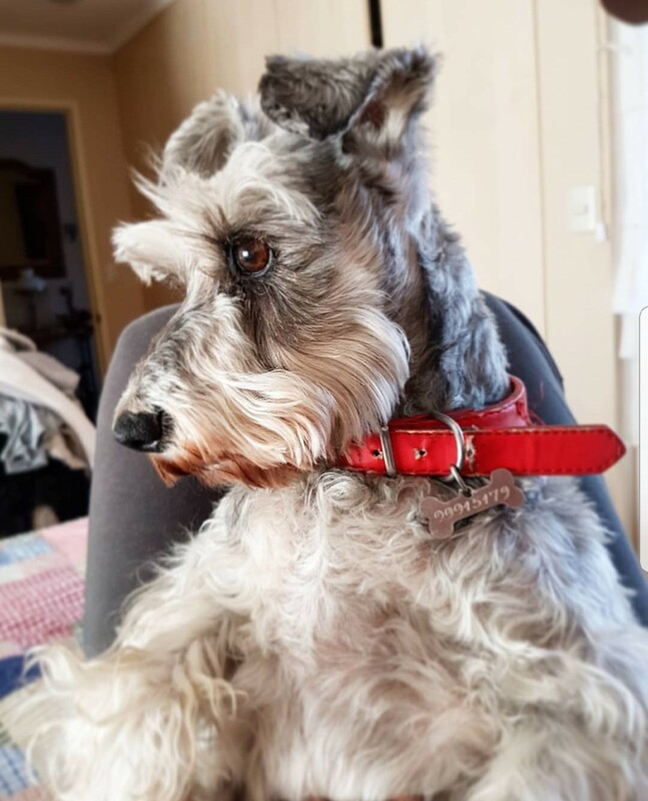 Foto de perfil de Nico