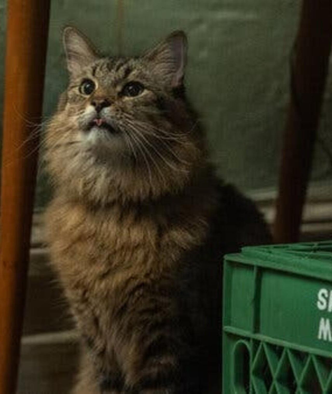 Photo of Tonic