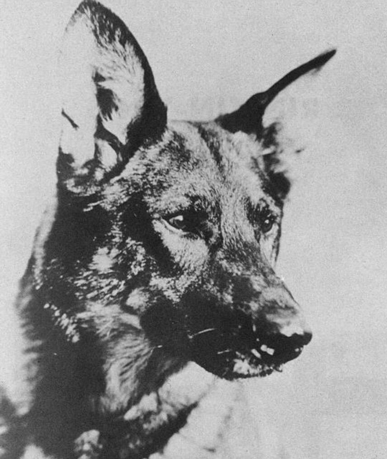 Photo of Rin Tin Tin