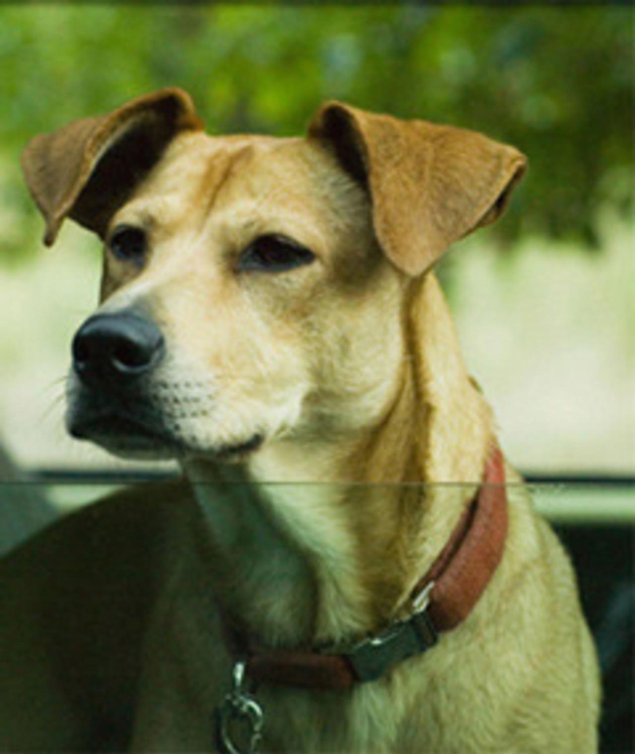 Foto de Lucy