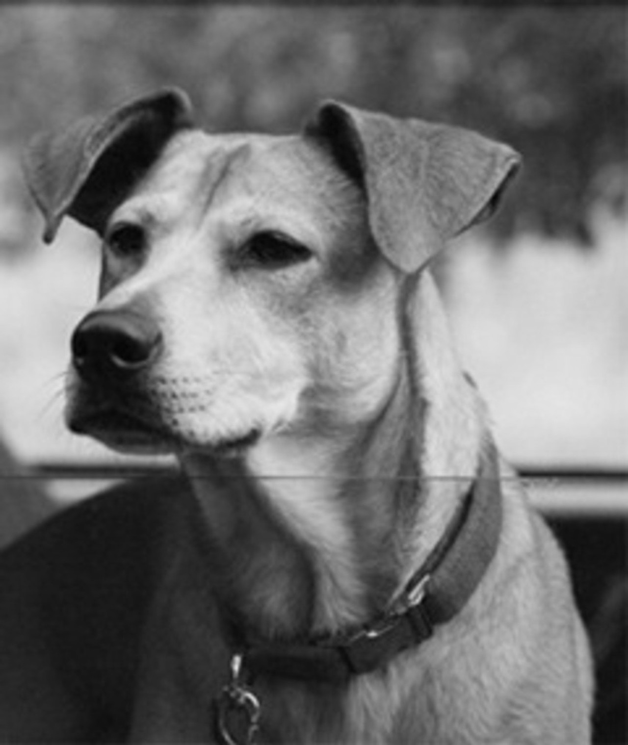 Photo of Lucy