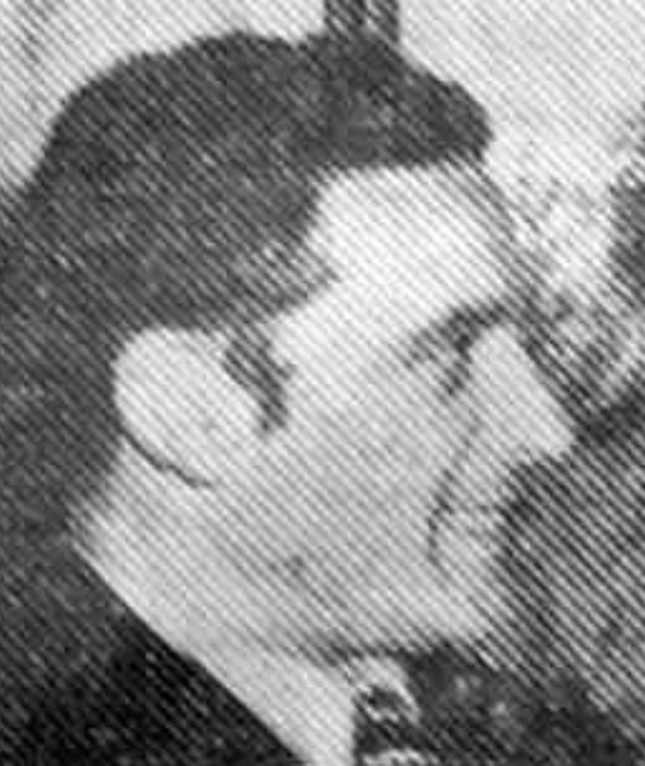 Photo of Tiziano Longo