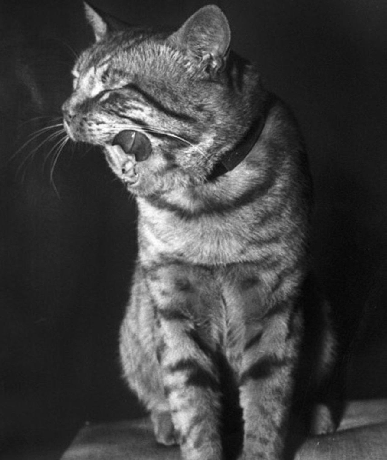 Photo of Orangey