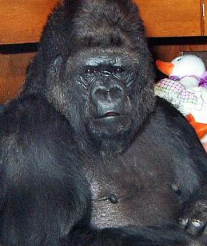 Photo of Koko