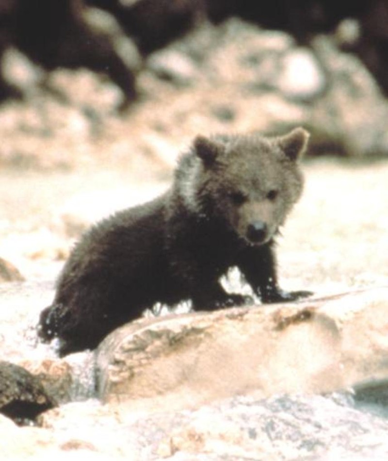 Photo of Youk the bear