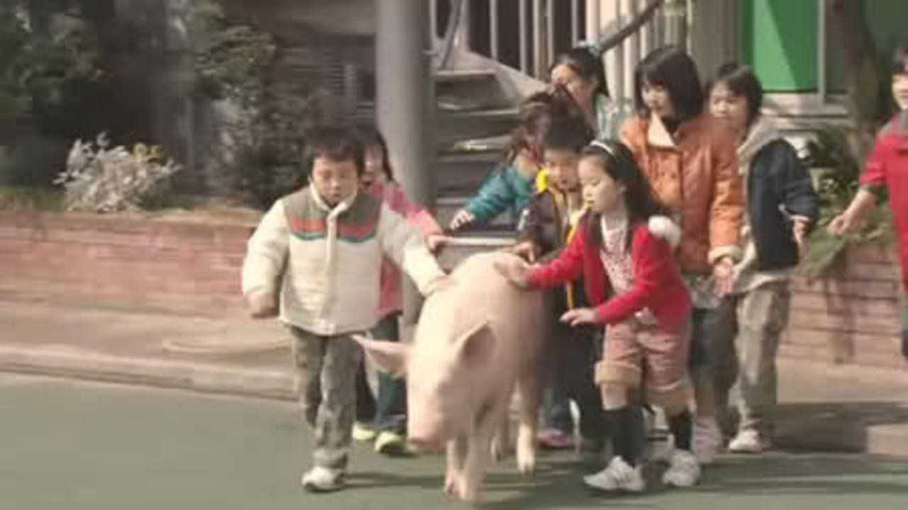 School Days with a Pig