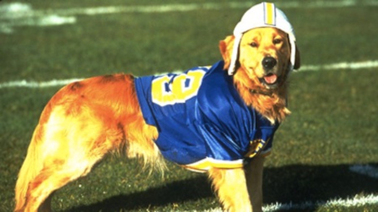 Air Bud: Golden Receiver