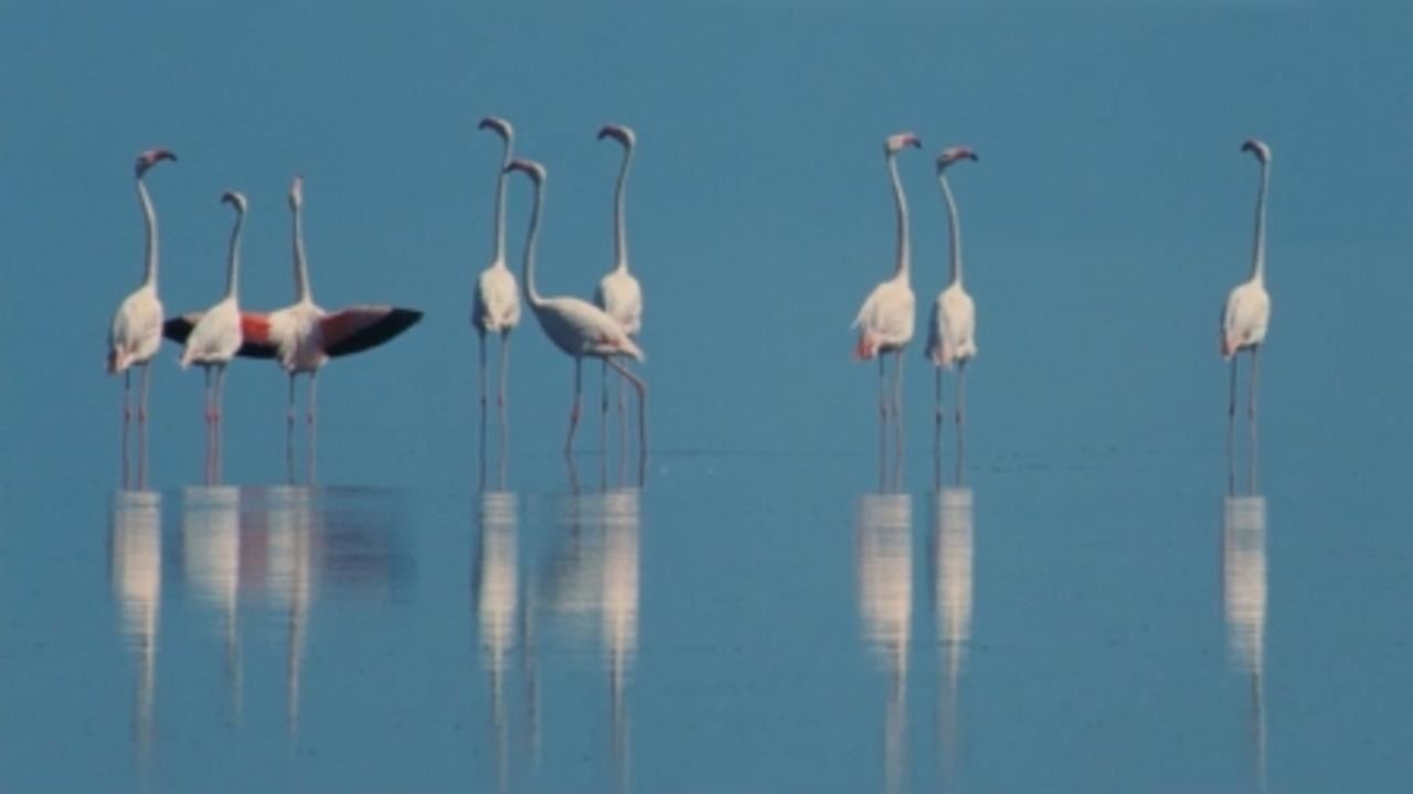 The Crimson Wing: Mystery of the Flamingos