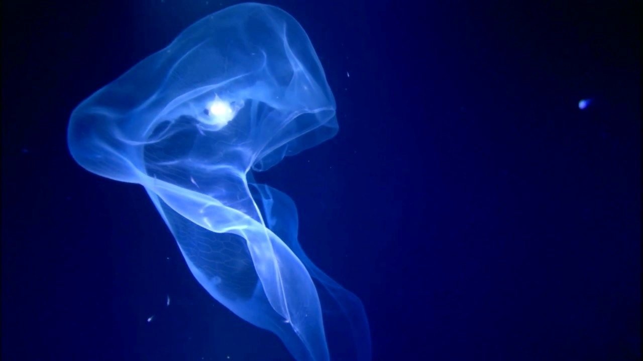 Aliens of the Deep