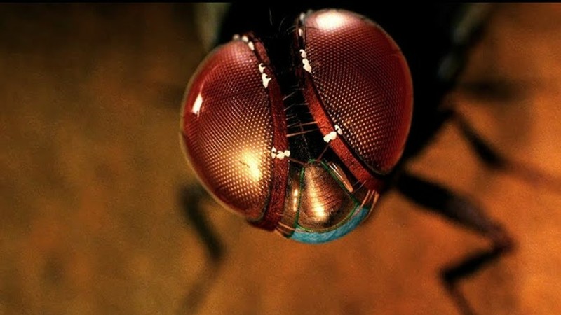 Eega (2012) | MUBI