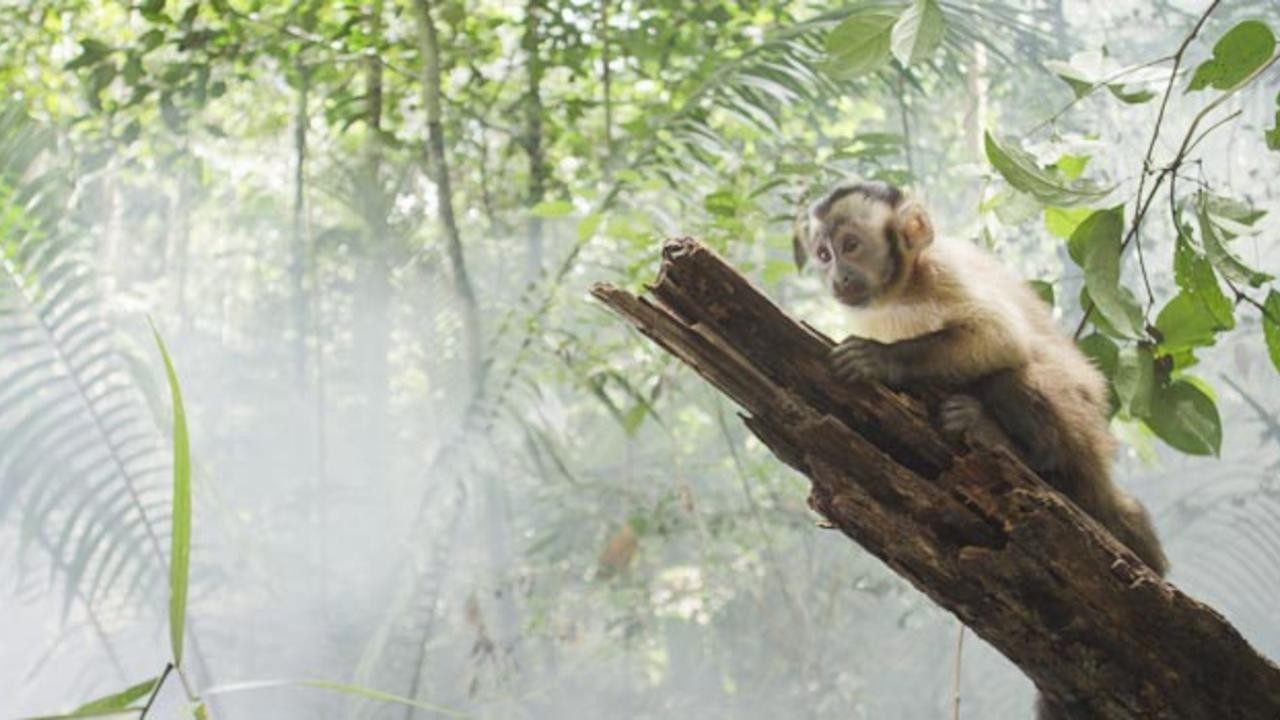 Image du film Amazonia