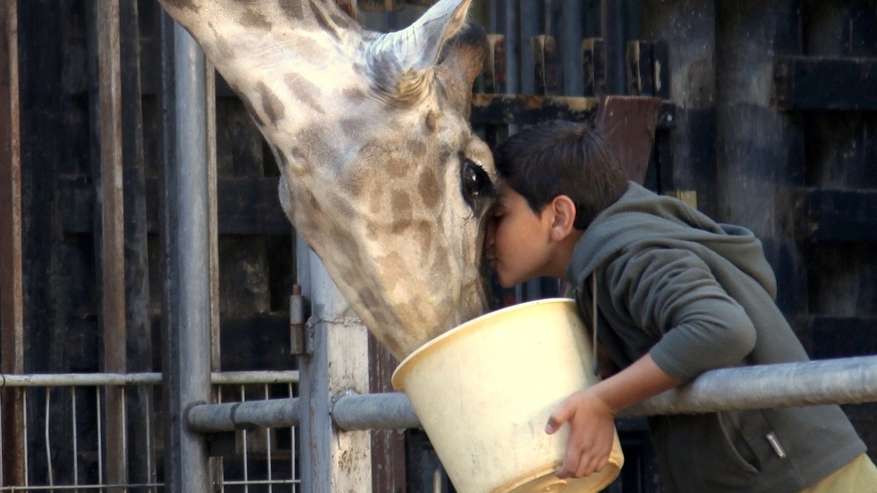 Image du film Girafada