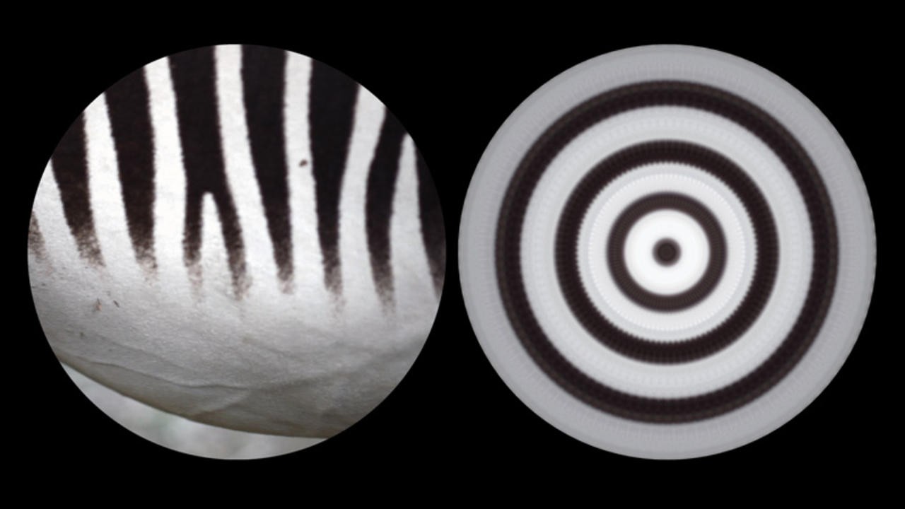 Binocular: Zebra 2