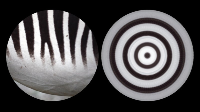 Binocular: Zebra 2