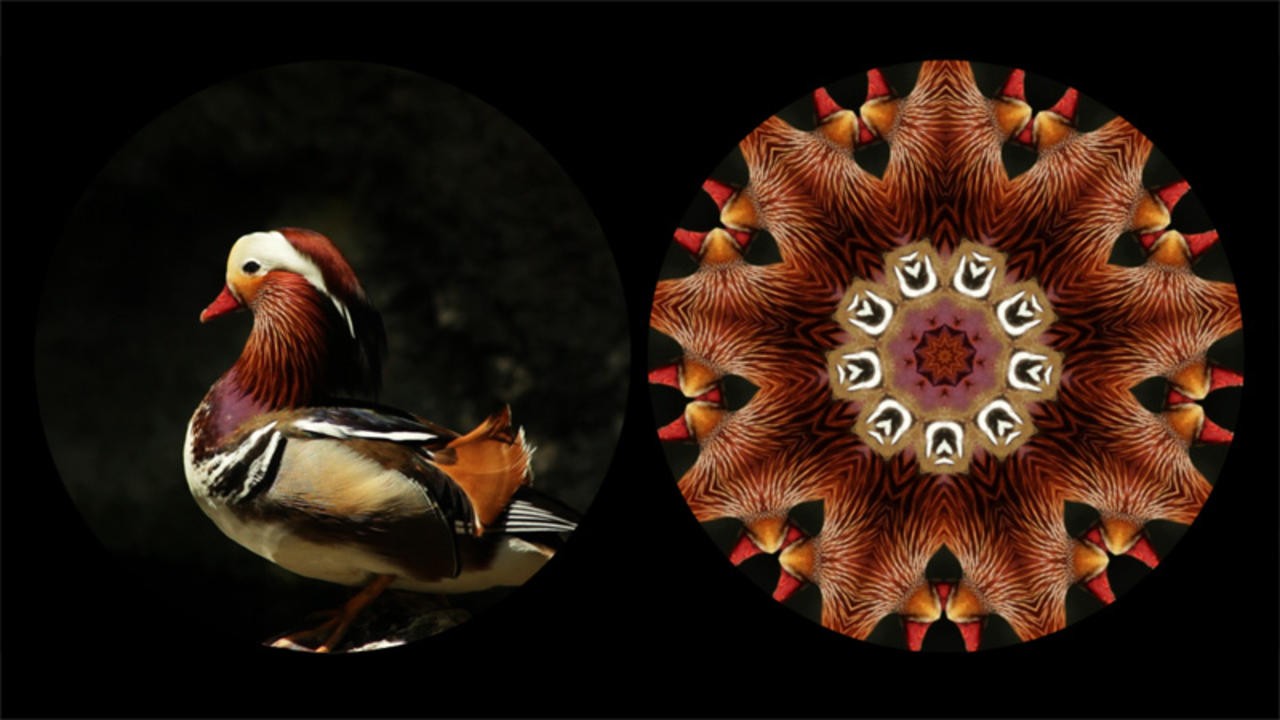 Binocular: Mandarin Duck (2013) | MUBI
