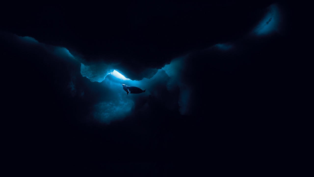 The Last Ocean