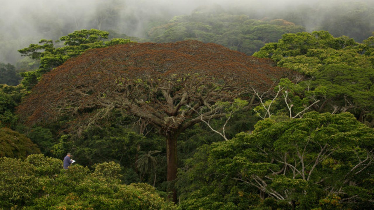 Image du film Il était une forêt