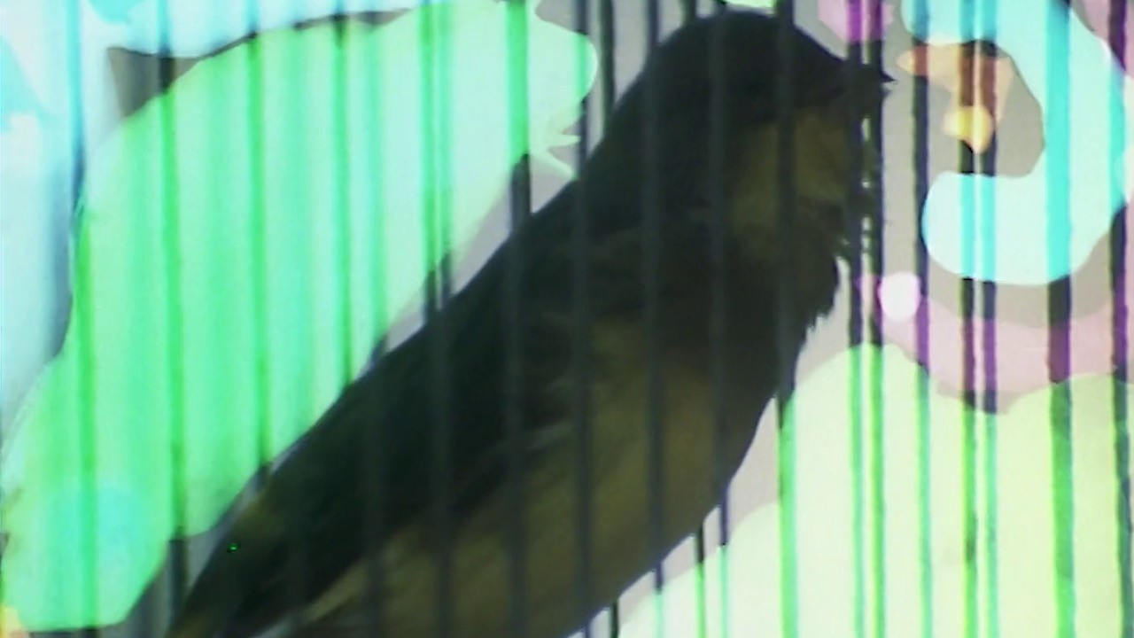 The Canaries