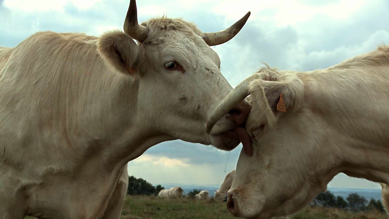 Image du film Bovines