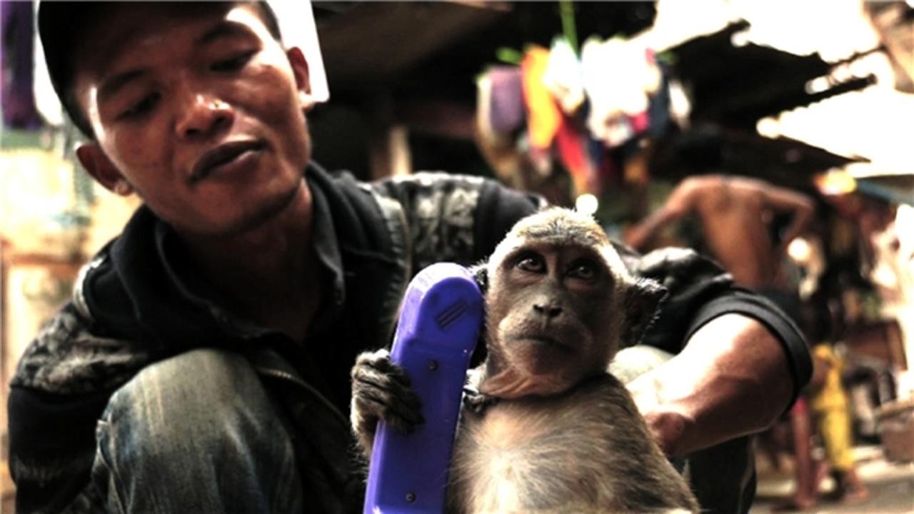Masked Monkey