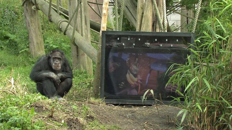 Primate Cinema: Apes as Family