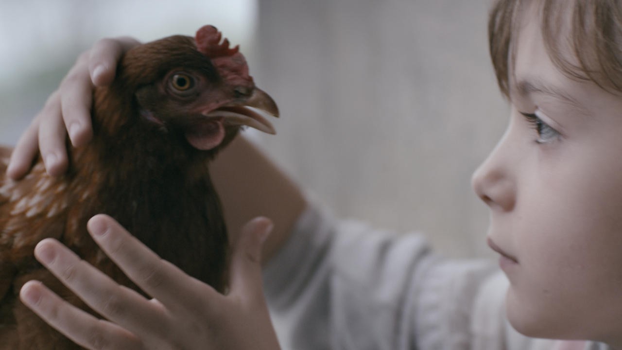 The Chicken