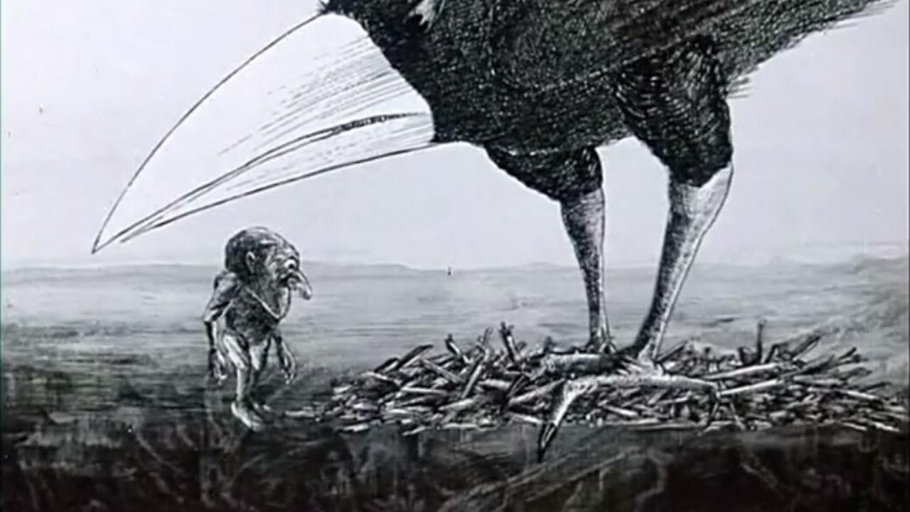 Not Everything That Flies Is a Bird