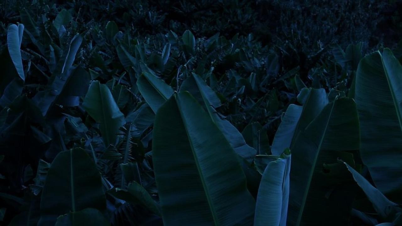 The Figures Carved into the Knife By the Sap of the Banana Trees