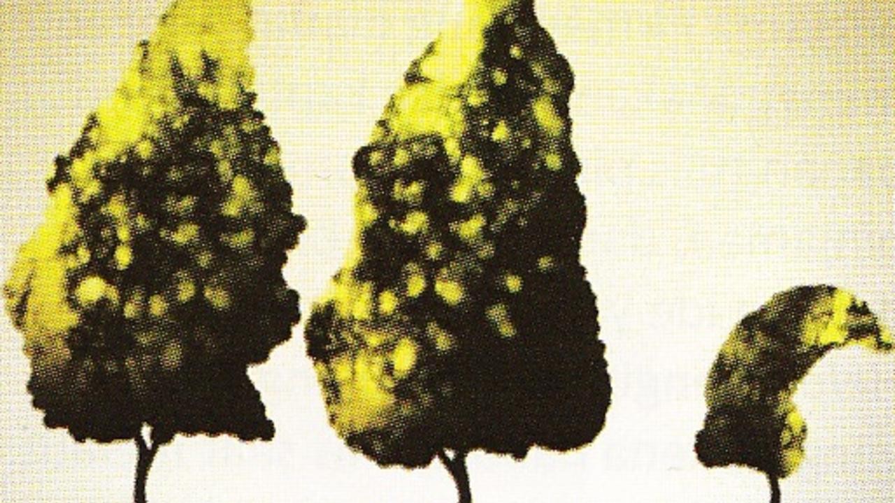 Little Tree, Little Me
