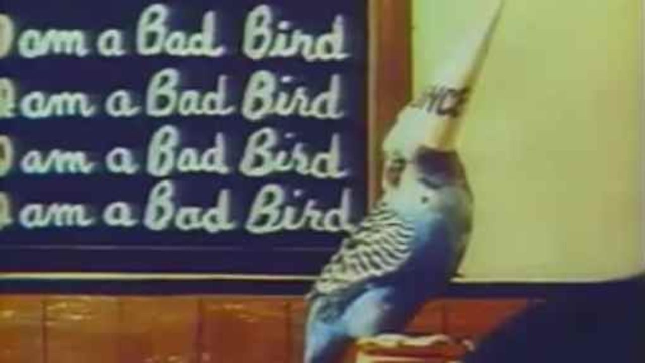 Bill and Coo