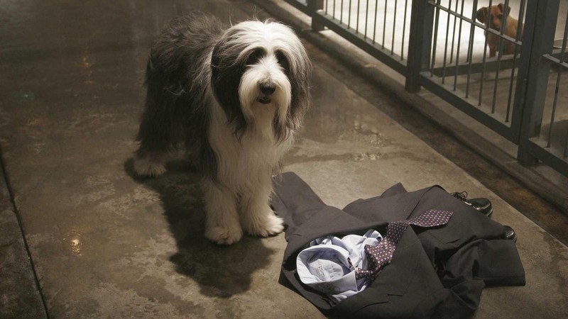 The Shaggy Dog