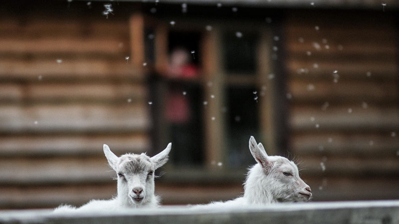 Image du film Gates of the Lamb