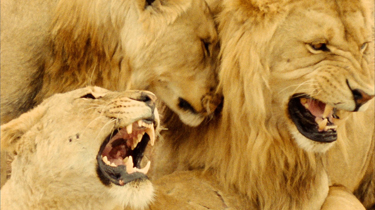 Image du film La Fête sauvage