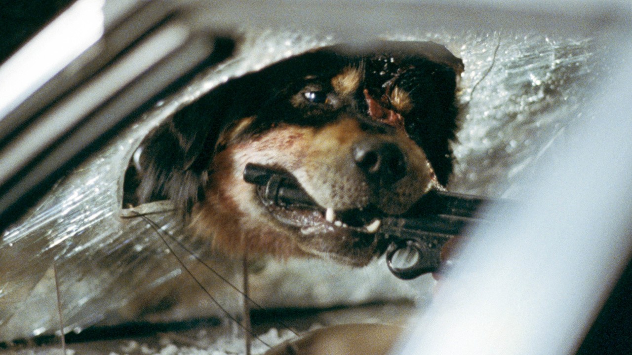 Image du film Max, le meilleur ami de l'homme