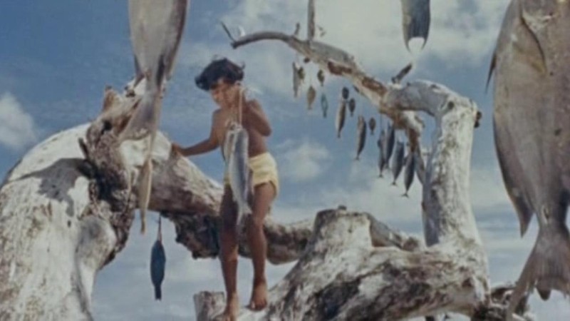 Tiko and the Shark