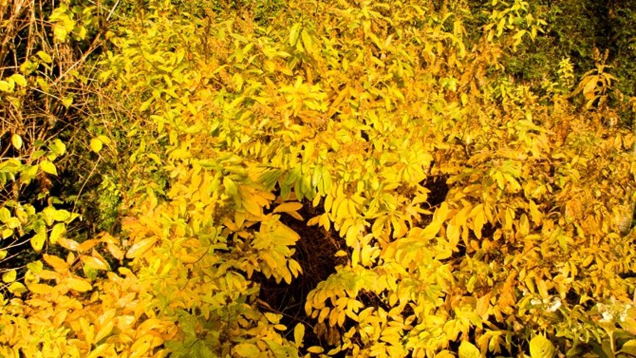 Mother Earth Breathing: The Garden