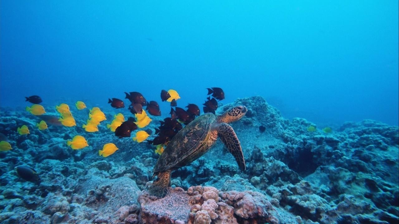 Deep Sea