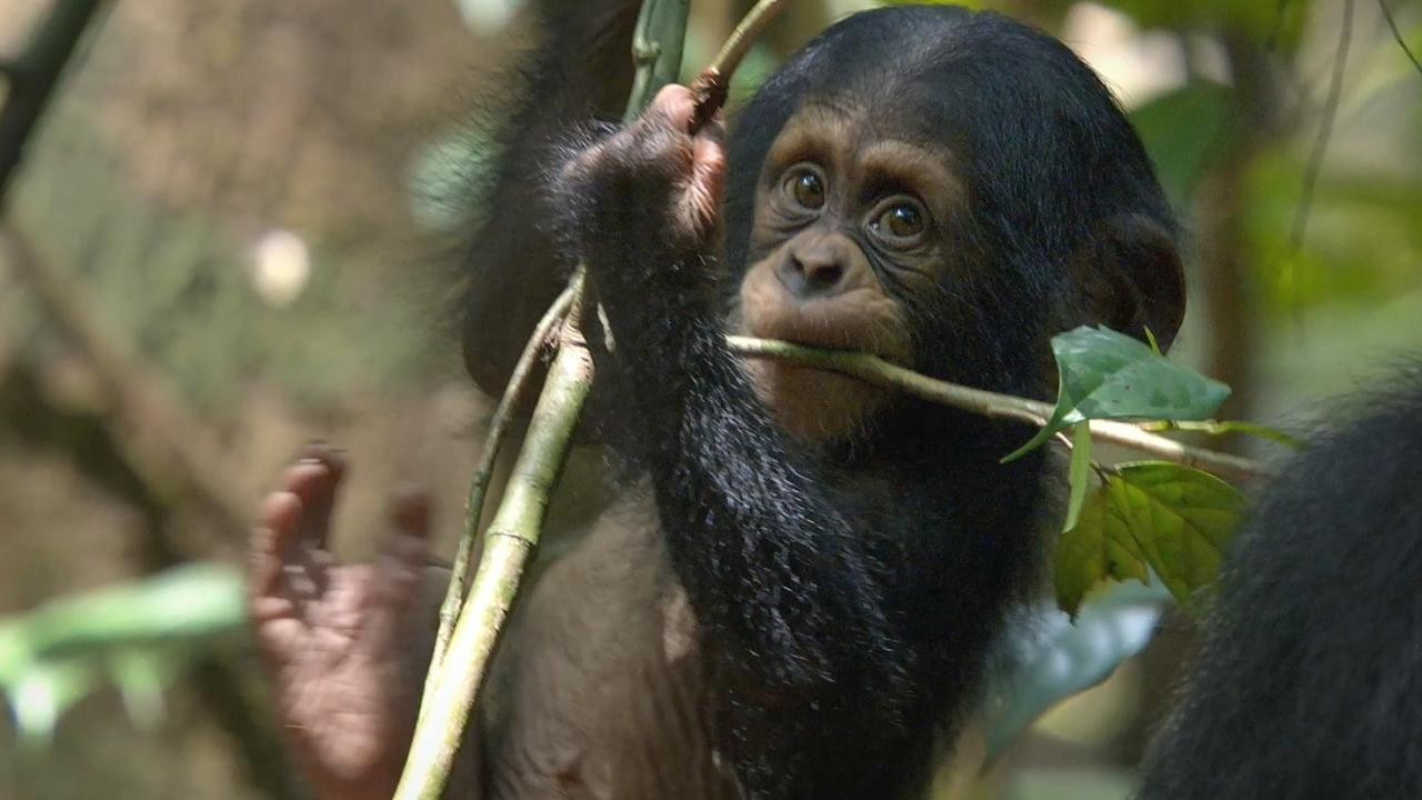 Chimpanzee