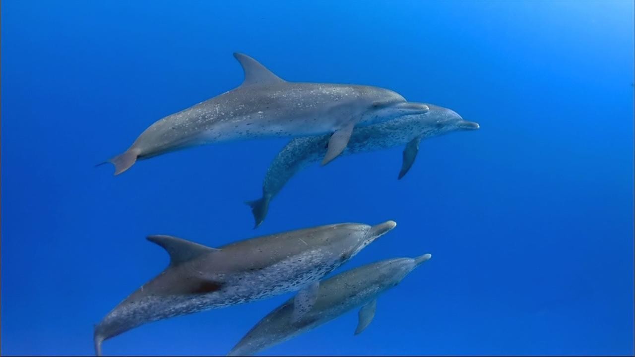 Dolphins