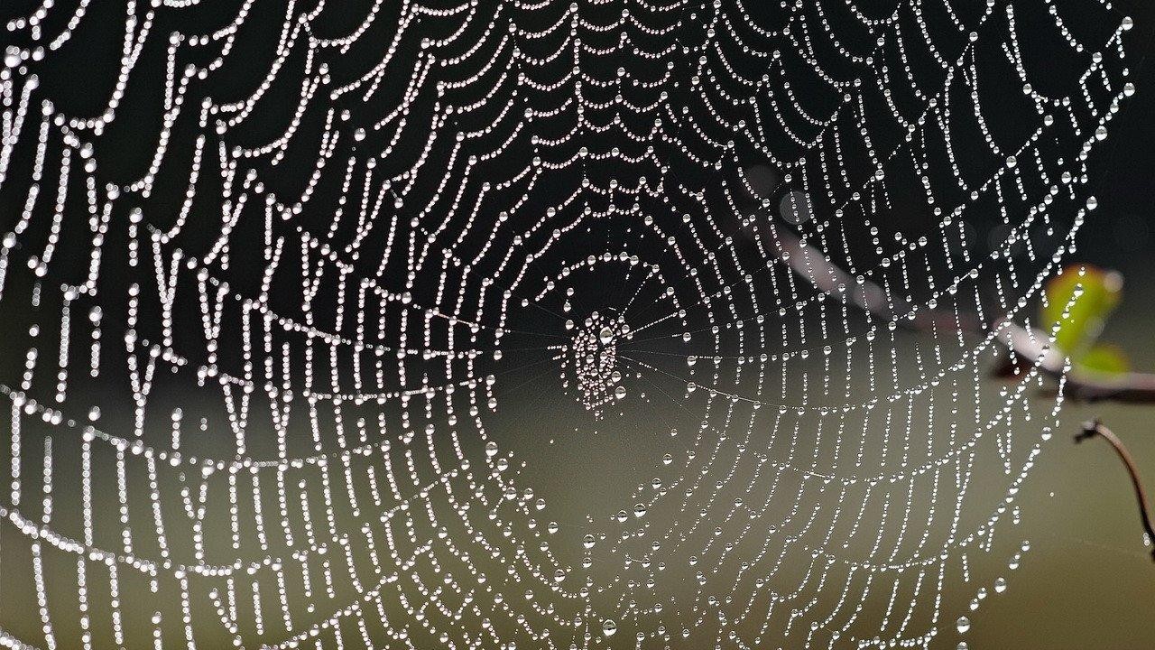 In the Spider's Web