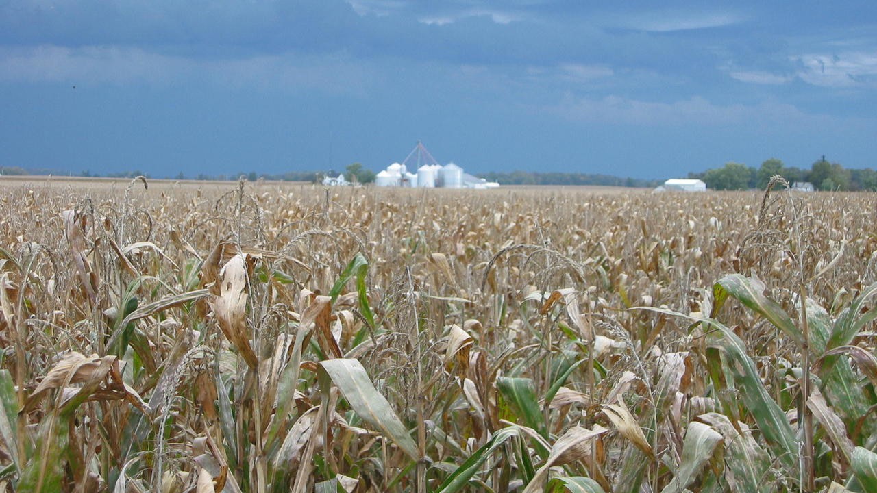 The World According to Monsanto